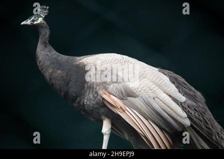 Seitenansicht eines anmutigen Piahen, der im dunklen Hintergrund posiert Stockfoto