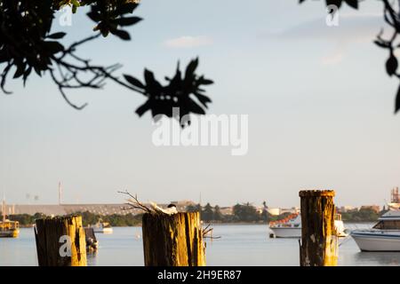 Weiße Seeschwalbe, die auf verbliebenen alten Hafenpfosten brütet, die unter der Silhouette von Bäumen am Wasserrand stehen, spiegelt sich im goldenen Glanz des Sonnenaufgangs in Taura wider Stockfoto