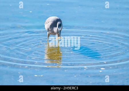 Weiße gesichtige Reiher waten und füttern, nachdem sie eine marine Kruste gefangen. Stockfoto