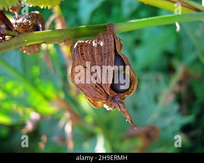 Rote Canna-Frucht und Samen (Canna generalis) Stockfoto