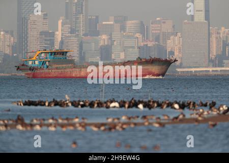 Sandkahn im Shenzhen River Channel, Deep Bay, Shenzhen City Behind, Kormorane und andere Wasservögel davor, Mai Po, Hongkong 2. Dec 2021 Stockfoto