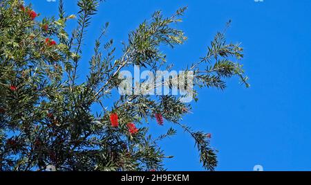 Rote Flaschenbürstenbaumblumen (Callistemon citrinus) Stockfoto