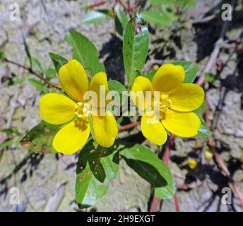 Schwimmende Primrose-Weide oder schleichende WasserPrimrose (Ludwigia peploides) Stockfoto