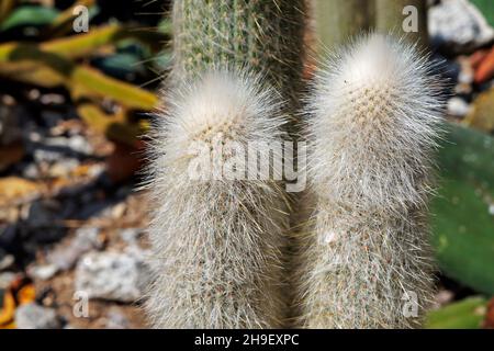 Kaktus (Cephalocereus senilis) im Wüstengarten Stockfoto