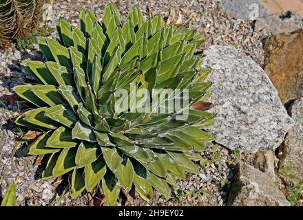 Agave Pflanze im Wüstengarten (Agave victoriae-reginae) Stockfoto