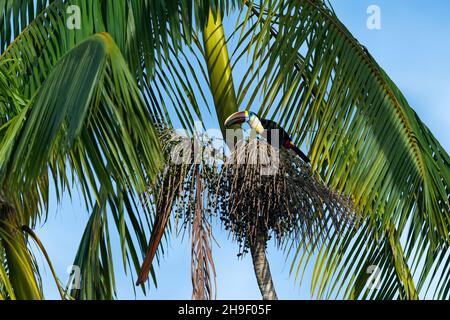 Ein weißkehliger Toucan (Ramphastos tucanus), der im Amazonas-Regenwald Açai Beeren frisst Stockfoto