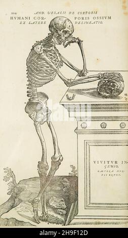 Eine der großen, detaillierten Illustrationen in Andreas Vesalius De humani corporis fabrica aus dem 16. Jahrhundert, Stockfoto