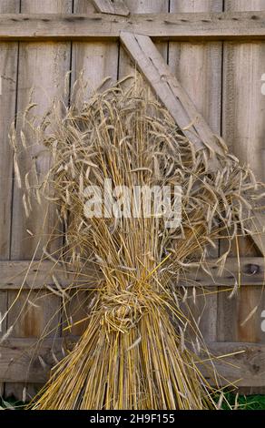 Natürliche getrocknete Roggenkörner auf verwittertem Holz Scheune Tür Hintergrund.als Ganzes Korn, es ist eine reiche Quelle von Ballaststoffen, Vitaminen und Mineralien. Stockfoto