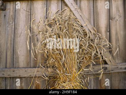 Natürliche getrocknete Roggenkörner auf verwittertem Holz Scheune Tür Hintergrund.als Ganzes Korn, es ist eine reiche Quelle von Ballaststoffen, Vitaminen und Mineralien. Stockfoto