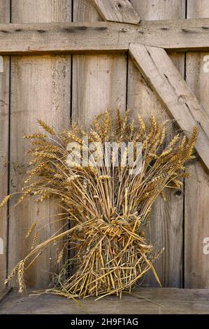 Natürliche getrocknete Haufen von triticale Körner auf verwitterten hölzernen Scheune Tür Hintergrund. Triticale ist eine Kreuzung der Getreidepflanzen Weizen und Roggen Stockfoto