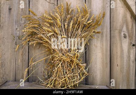 Natürliche getrocknete Haufen von triticale Körner auf verwitterten hölzernen Scheune Tür Hintergrund. Triticale ist eine Kreuzung der Getreidepflanzen Weizen und Roggen Stockfoto