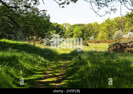 Wenn man den Fußweg am nördlichen Ende des Lindley Wood Reservoirs in Richtung Swinsty Reservoir betrachtet, Kann Man In der Mitte des Bildes Einen Hirsch sehen. Stockfoto