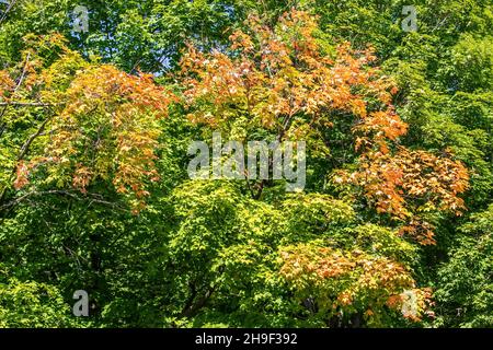 Frühherbst Blätter auf Bäumen im August in Taylors Falls, Minnesota USA. Stockfoto