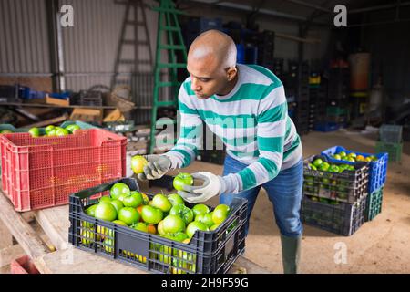 Landwirt überprüft gepflückte grüne Tomaten im Betriebslager Stockfoto