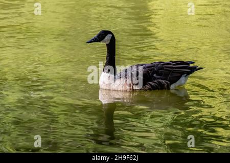 Kanadas Gans spiegelt sich im blassen Gold und grünen Wasser des Jerusalem Pond in St. Croix Falls, Wisconsin, USA. Stockfoto