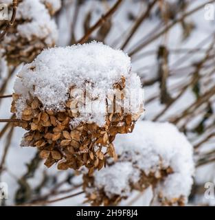Nahaufnahme eines Bündels getrockneter Hortensien, die an einem kalten Dezembermorgen mit weißem, flauschigem Schnee bedeckt sind. Stockfoto