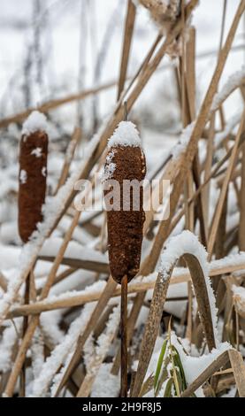 Nahaufnahme von mit Schnee bedeckten Rohrhagelpflanzen an einem kalten Dezembermorgen mit verschwommenem Hintergrund. Stockfoto