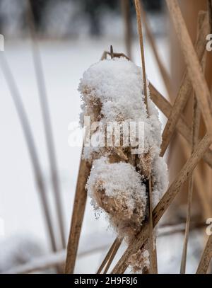 Nahaufnahme von flauschigen, mit Schnee bedeckten, Sägekräuter an einem kalten Dezembermorgen mit verschwommenem Hintergrund. Stockfoto