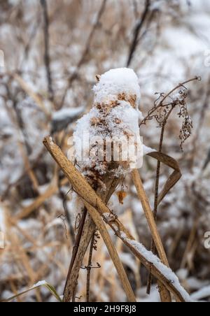 Nahaufnahme von flauschigen, mit Schnee bedeckten, Sägekräuter an einem kalten Dezembermorgen mit verschwommenem Hintergrund. Stockfoto