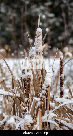 Nahaufnahme von flauschigen, mit Schnee bedeckten, Sägekräuter an einem kalten Dezembermorgen mit verschwommenem Hintergrund. Stockfoto