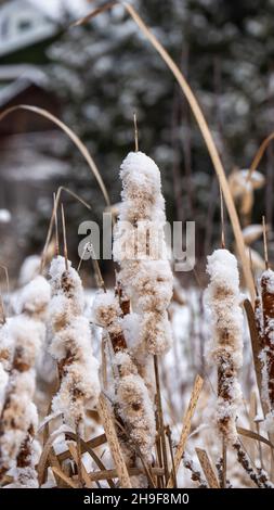 Nahaufnahme von flauschigen, mit Schnee bedeckten, Sägekräuter an einem kalten Dezembermorgen mit verschwommenem Hintergrund. Stockfoto