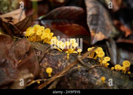 Pilzzucht im Wald Stockfoto