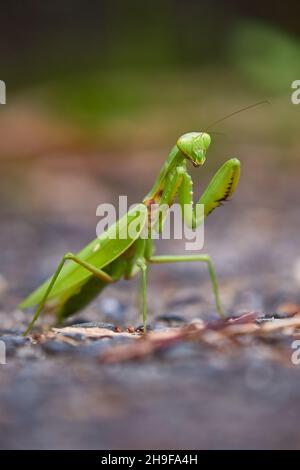 Japanische Riese Mantis Stockfoto