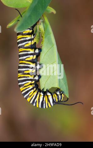 Monarch Butterfly Caterpillar Essen Milchkraut Blatt Stockfoto