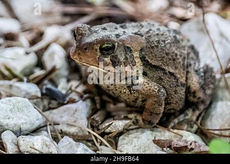 Kröte sitzt zwischen Felsen in einem Frühlingsgarten. Stockfoto