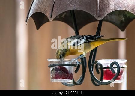 Weibliche baltimore-Oriole, die von einem Gelee-Feeder isst. Stockfoto