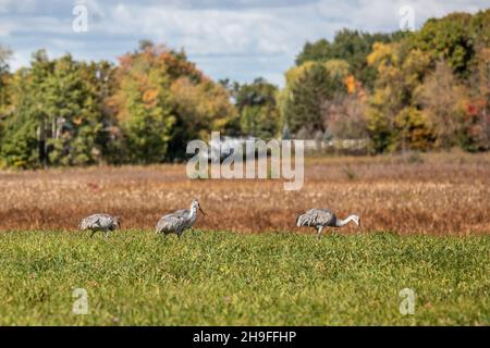 Sandhill Kräne auf einer Wiese in der Nähe von Chisago City, Minnesota USA Stockfoto