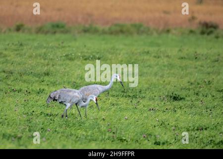 Sandhill Kräne auf einer Wiese in der Nähe von Chisago City, Minnesota USA Stockfoto