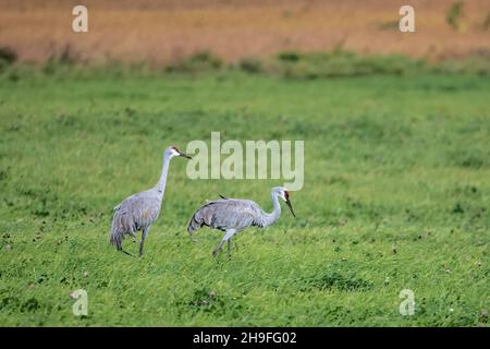 Sandhill Kräne auf einer Wiese in der Nähe von Chisago City, Minnesota USA Stockfoto