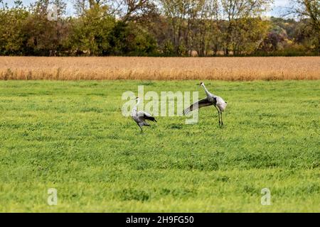 Sandhill Kräne auf einer Wiese in der Nähe von Chisago City, Minnesota USA Stockfoto