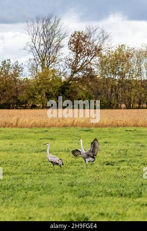 Sandhill Kräne auf einer Wiese in der Nähe von Chisago City, Minnesota USA Stockfoto