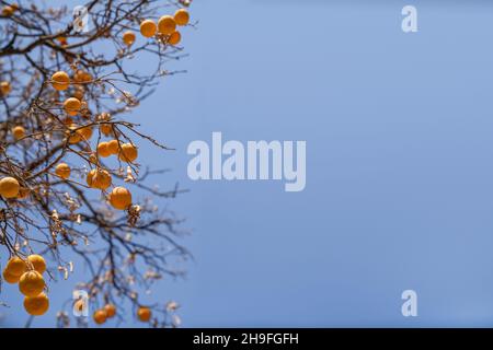 Konzept von Herbst, Gesundheit und Ökologie. Orangen hängen an trockenen Ästen ohne Blätter an einem blauen Himmel. Speicherplatz kopieren Stockfoto