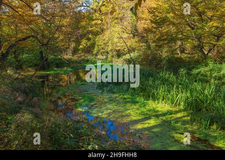Ein Teich im Wald ist mit grünen Algen überwuchert Stockfoto