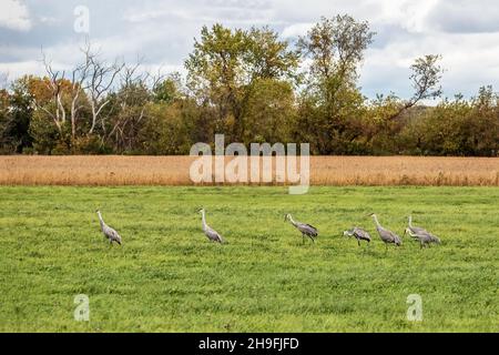 Sandhill Kräne auf einer Wiese in der Nähe von Chisago City, Minnesota USA Stockfoto