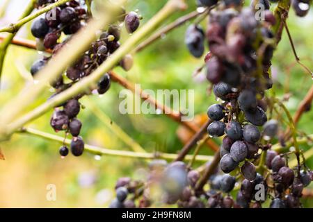 Ein Strauß herbstlicher reifer Trauben auf einer Weinrebe nach dem Regen. Vorderansicht. Stockfoto