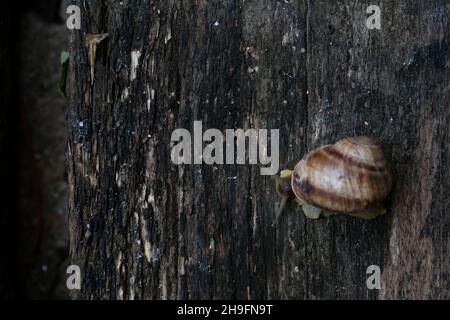 Eine Schnecke kriecht auf einem dunklen Holztisch. Draufsicht. Stockfoto