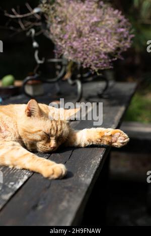 Eine rote Katze liegt im Sommer im Dorf auf einem dunklen Holztisch. Vorderansicht. Stockfoto