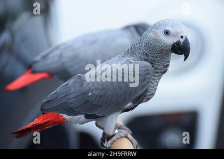 Nahaufnahme Afrikanischer Graupapagei (Psittacus erithacus) Bleiben Sie auf dem Stativ Stockfoto