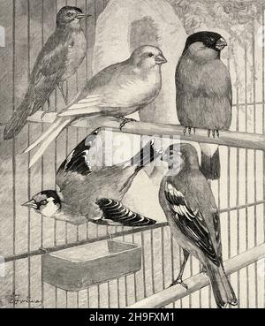 Singvögel. Nightingale, Serin, Bullfinch, Goldfinch, Chaffinch. Alte, gravierte Illustration aus dem 19. Jahrhundert von La Nature 1897 Stockfoto