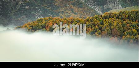 Nebliger Morgen in Selva de Irati, Navarra, Spanien Stockfoto