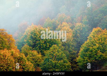 Sonnennebel im Wald in Selva de Irati, Navarra, Spanien Stockfoto