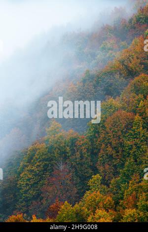 Nebel am Morgen in Selva de Irati, Navarra, Spanien Stockfoto