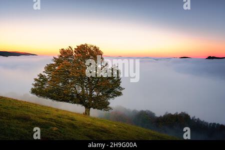 Einsamer Baum beim Sonnenaufgang in Selva de irati, Navarra, Spanien Stockfoto