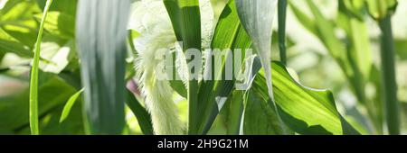 Setaria viridis Nahaufnahme. Blume Fuchsschwanz Unkraut in der grünen Natur Stockfoto