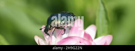 Cetonia aurata goldener Käfer auf Blütenkegel Stockfoto