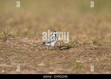 Tierstelze (Motacilla alba yarrellii), die das Gefieder züchtet, Erwachsene Weibchen, die auf Gras laufen, mit Futter für Küken im Schnabel, Suffolk, England, Mai Stockfoto